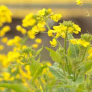 ヒメ日記 2025/03/04 07:08 投稿 滝沢　楓(たきざわ　かえで) 夢(姫路)