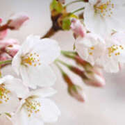 ヒメ日記 2025/03/26 07:26 投稿 滝沢　楓(たきざわ　かえで) 夢(姫路)