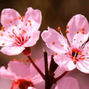 ヒメ日記 2025/04/05 07:08 投稿 滝沢　楓(たきざわ　かえで) 夢(姫路)