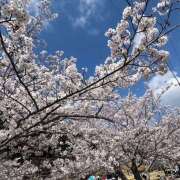 ヒメ日記 2025/04/09 09:38 投稿 滝沢　楓(たきざわ　かえで) 夢(姫路)