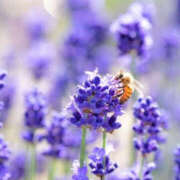 ヒメ日記 2025/05/28 10:32 投稿 滝沢　楓(たきざわ　かえで) 夢(姫路)