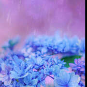 ヒメ日記 2025/06/06 08:08 投稿 滝沢　楓(たきざわ　かえで) 夢(姫路)