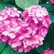 ヒメ日記 2025/06/10 08:06 投稿 滝沢　楓(たきざわ　かえで) 夢(姫路)