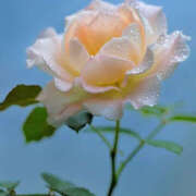 ヒメ日記 2025/06/13 08:08 投稿 滝沢　楓(たきざわ　かえで) 夢(姫路)