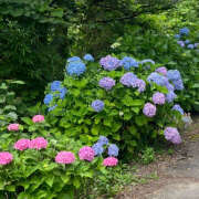 ヒメ日記 2025/06/26 08:08 投稿 滝沢　楓(たきざわ　かえで) 夢(姫路)