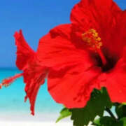 ヒメ日記 2025/07/01 08:06 投稿 滝沢　楓(たきざわ　かえで) 夢(姫路)