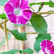 ヒメ日記 2025/07/11 08:06 投稿 滝沢　楓(たきざわ　かえで) 夢(姫路)