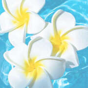 ヒメ日記 2025/07/17 08:08 投稿 滝沢　楓(たきざわ　かえで) 夢(姫路)