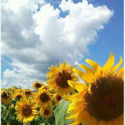 ヒメ日記 2025/07/31 08:08 投稿 滝沢　楓(たきざわ　かえで) 夢(姫路)