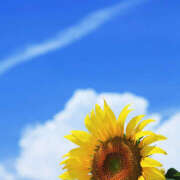 ヒメ日記 2025/09/03 08:06 投稿 滝沢　楓(たきざわ　かえで) 夢(姫路)