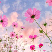 ヒメ日記 2025/10/10 08:08 投稿 滝沢　楓(たきざわ　かえで) 夢(姫路)