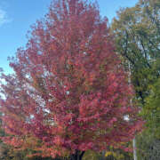 ヒメ日記 2025/11/28 08:06 投稿 滝沢　楓(たきざわ　かえで) 夢(姫路)