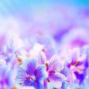 ヒメ日記 2025/02/22 20:42 投稿 さくら　有紀(さくら　ゆき) 夢(姫路)