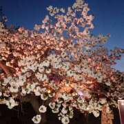 ヒメ日記 2025/04/26 19:16 投稿 さくら　有紀(さくら　ゆき) 夢(姫路)