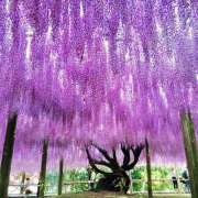 ヒメ日記 2025/05/03 05:58 投稿 さくら　有紀(さくら　ゆき) 夢(姫路)