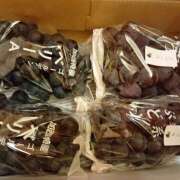 ヒメ日記 2025/08/24 08:44 投稿 さくら　有紀(さくら　ゆき) 夢(姫路)