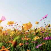 ヒメ日記 2025/09/20 06:02 投稿 さくら　有紀(さくら　ゆき) 夢(姫路)