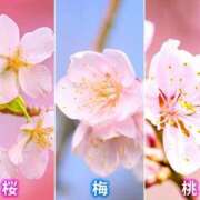 ヒメ日記 2025/03/23 14:43 投稿 柴崎　れんか 厚木OL委員会