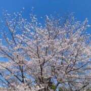 ヒメ日記 2026/04/05 11:53 投稿 矢沢　さよ 京都ホットポイント