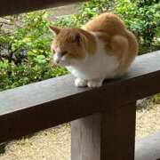 ヒメ日記 2025/03/29 20:59 投稿 唐沢ひめの 京都ホットポイント