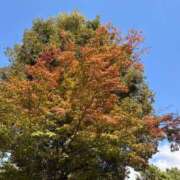 ヒメ日記 2025/10/24 14:11 投稿 唐沢ひめの 京都ホットポイント