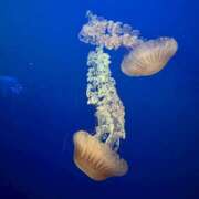 ヒメ日記 2025/04/05 20:55 投稿 さえこ non-non 神田(ノンノン神田)