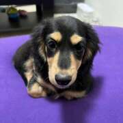 ヒメ日記 2025/04/12 17:26 投稿 さえこ non-non 神田(ノンノン神田)