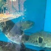 ヒメ日記 2025/07/29 17:43 投稿 さえこ non-non 神田(ノンノン神田)