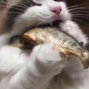 ヒメ日記 2025/01/31 22:44 投稿 月神　未来 ホットポイントヴィラ