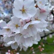 ヒメ日記 2025/04/04 17:15 投稿 月神　未来 ホットポイントヴィラ