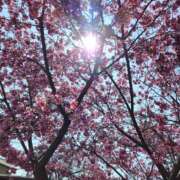 ヒメ日記 2026/04/04 06:17 投稿 坂本　かなえ ホットポイントヴィラ