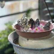 ヒメ日記 2025/03/14 15:04 投稿 しほ 阿AUN呍(あうん)