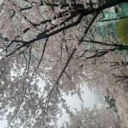 ヒメ日記 2026/04/15 23:36 投稿 ナミ リッチドールなんば店