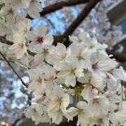 ヒメ日記 2025/04/04 00:30 投稿 イズミ リッチドールなんば店