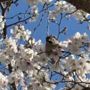 ヒメ日記 2025/04/06 00:30 投稿 イズミ リッチドールなんば店