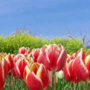 ヒメ日記 2025/05/02 00:30 投稿 イズミ リッチドールなんば店