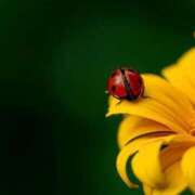 ヒメ日記 2025/08/15 00:46 投稿 イズミ リッチドールなんば店