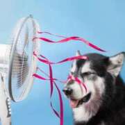 ヒメ日記 2025/08/20 00:36 投稿 イズミ リッチドールなんば店