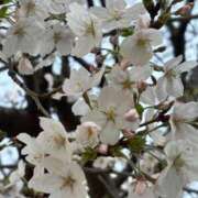 ヒメ日記 2026/03/30 17:36 投稿 イズミ リッチドールなんば店