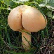 ヒメ日記 2026/03/21 06:46 投稿 ソアラ リッチドールなんば店