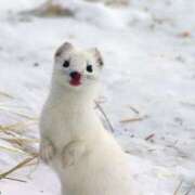 ヒメ日記 2025/03/20 09:36 投稿 みずな 熟女の風俗最終章 蒲田店