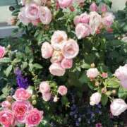 ヒメ日記 2025/05/22 12:00 投稿 みずな 熟女の風俗最終章 蒲田店