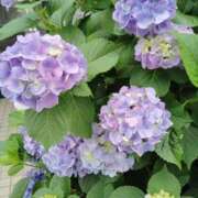 ヒメ日記 2025/05/29 10:20 投稿 みずな 熟女の風俗最終章 蒲田店