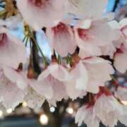 ヒメ日記 2026/03/16 07:20 投稿 みずな 熟女の風俗最終章 蒲田店