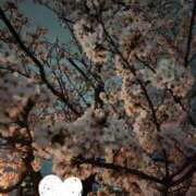 ちかこ 夜桜🌸 LOVE CLOVER（らぶくろーばー）