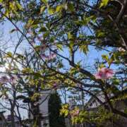 ヒメ日記 2025/03/08 09:01 投稿 りおな 木更津人妻花壇