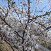 ヒメ日記 2025/04/08 15:30 投稿 りおな 木更津人妻花壇