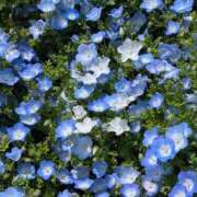 ヒメ日記 2025/04/22 09:01 投稿 りおな 木更津人妻花壇