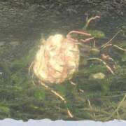 ヒメ日記 2025/09/28 20:35 投稿 アキさん ラバーズリアリティクラブ ブリリアントガールズ