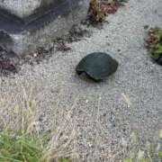 ヒメ日記 2025/07/31 12:24 投稿 ユナちゃん ラバーズリアリティクラブ ブリリアントガールズ